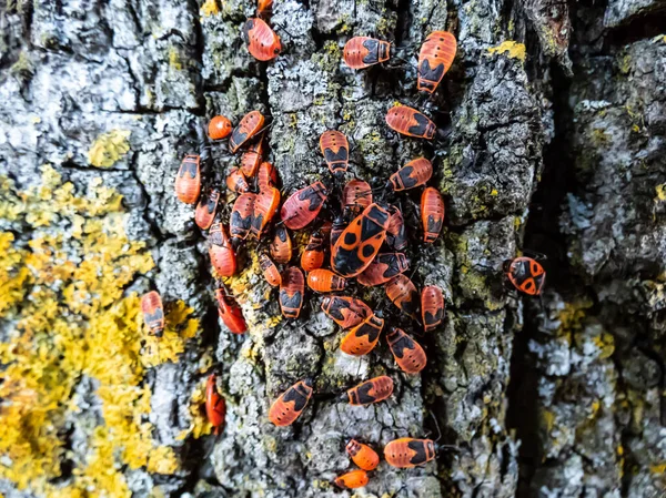 Kırmızı ve siyah kundakçıların (yetişkinler ve periler) yakın çekim görüntüleri (Pyrrhocoris apterus) ağaç kabuğunda toplanma oluşturur