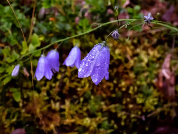 Purple bell-shaped flowers - bellflowers in the forest covered with water drops early in the morning among forest vegetation
