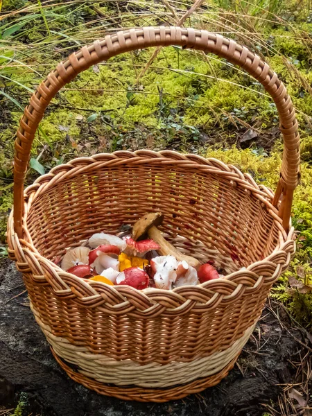 Ağaç sapında ahşap sepet renkli mantarlarla dolu - russula rosea, chanterelles. Mantar toplama geleneği