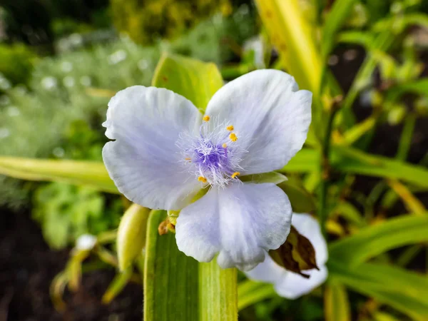 Macro shot beyaz ve leylak süslemeli bitki tradescantia caerulea plena (örümcek otu) üç taç yaprağı ve sarı anterli