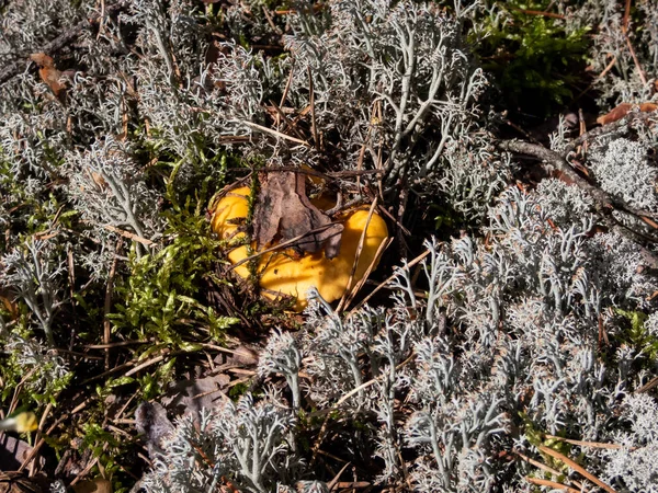 Ormandaki gri ren geyiği likininde Chanterelle mantarı (Cladonia rangiferina)
