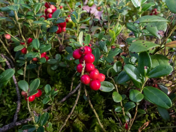Mükemmel olgun, kırmızı yaban mersinleri bir çalılık üzerinde (Aşı vitis-idaea) grup arasında çalılar ve parlak güneş ışığı üzerinde yapraklar