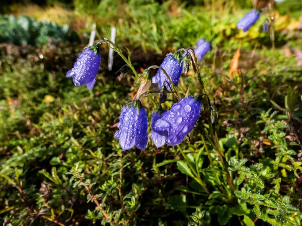 Group of blue bell-shaped flowers - bellflowers in the forest covered with water drops early in the morning among forest vegetation