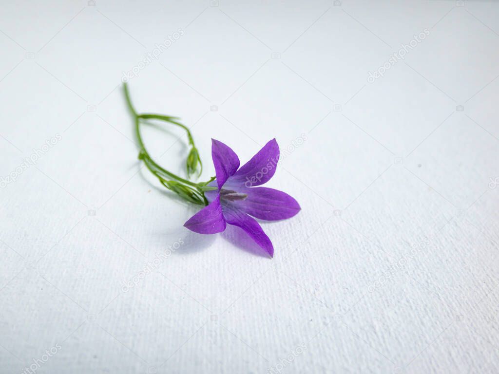 Purple spreading Bellflower (Campanula patula) on sunlight isolated on white background