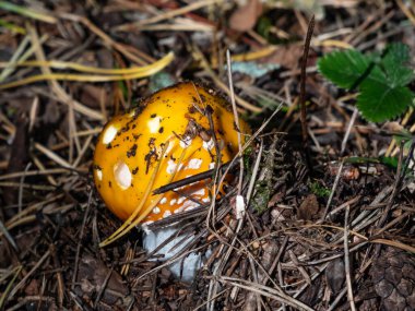 Dışbükey değerli amanita (Amanita gemmata), toprakta kuru yapraklar ve iğnelerle beyaz siğilli sarı mantar. Makro arkaplanı düşür