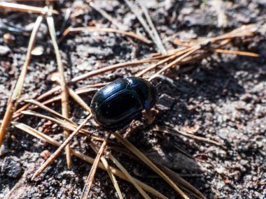 Ormanda parlak ve renkli bahar böceğinin güzel makro çekimi - Geotrupes vernalis (Trypocopris vernalis)