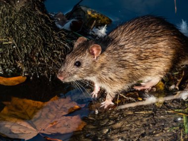 Mavi arka plan yakınlarında koyu gri ve kahverengi kürkü ve suda turuncu akçaağaç yaprağı olan yaygın fare (Rattus norvegicus). Güzel ve renkli sonbahar manzarası