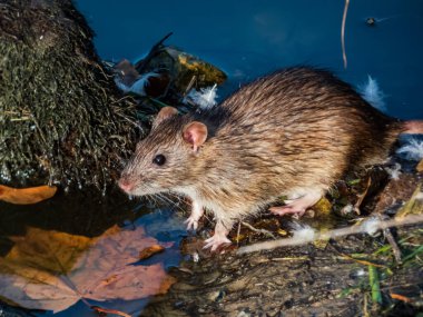 Mavi arka plan yakınlarında koyu gri ve kahverengi kürkü ve suda turuncu akçaağaç yaprağı olan yaygın fare (Rattus norvegicus). Güzel ve renkli sonbahar manzarası