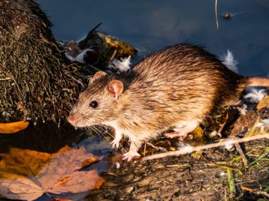 Mavi arkaplan yakınında koyu gri ve kahverengi kürkü ve altın saatinde suda turuncu akçaağaç yaprağı bulunan yaygın fare (Rattus norvegicus). Güzel ve renkli sonbahar manzarası