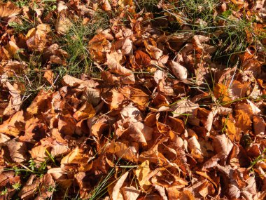 Yaprak döküntüsü, yere düşen kahverengi ve kuru sonbahar yaprakları. Güneşli sonbahar gününde arka planda kal. Sonbahar üzüntüsü. Değişen mevsimler
