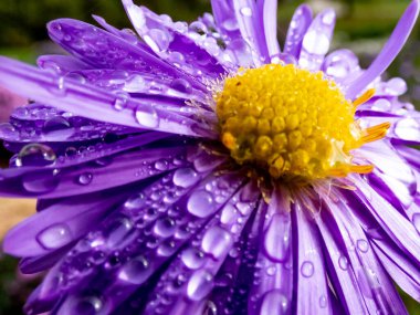 Sonbaharda bahçede su damlacıklarıyla kaplanmış orta ve çiçek açan mor alpin (Aster alpinus) yapraklarının yakın çekim görüntüsü. Çiçek ve sonbahar geçmişi. Yuvarlak geometrik desen