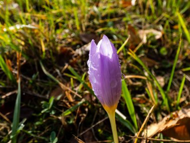 Tek kapalı sonbahar crocus (Colchicum autumnale) yeşil bitki örtüsü arka planında güneş ışığında su damlalarıyla kaplıdır.