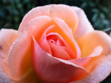 Sabah erkenden yapraklara çiğ damlası damlatarak portakal gülünü kapat. Doğa detayları. Islak gül arka planı, güzel makro gül çiçeği sabah çiğ ile.