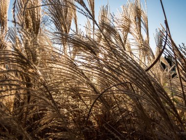 Süslü gümüşçimlerin (Miscanthus) soyut ve dokulu altın arkaplanı, arka plan güneşi ve mavi gökyüzü. Gölgelerle koyu ve açık kontrastlı