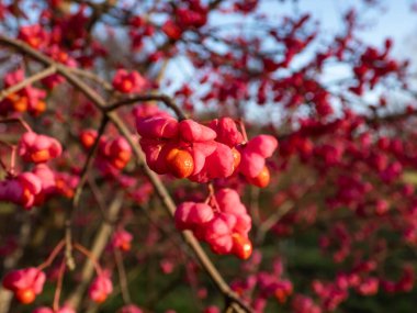 Süslü Avrupa duman ağacının pembe ve kırmızı tohumları (Cotinus coggygria scop). Sonbaharda.