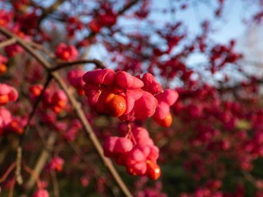 Süslü Avrupa duman ağacının pembe ve kırmızı tohumları (Cotinus coggygria scop). Sonbaharda.