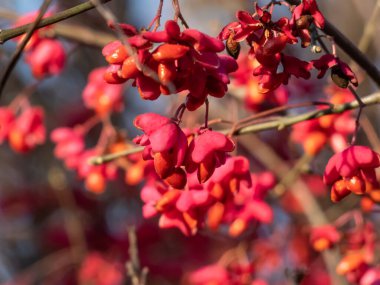 Süslü Avrupa duman ağacının pembe ve kırmızı tohumları (Cotinus coggygria scop). Sonbaharda.