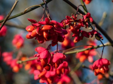 Süslü Avrupa duman ağacının pembe ve kırmızı tohumları (Cotinus coggygria scop). Sonbaharda.