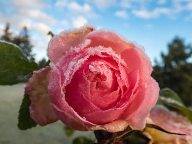Sabahın erken saatlerinde bahçe ve mavi gökyüzü arkaplanlı buz kristalleriyle kaplı tek ve güzel pembe bir gül makro çekimi. Çiçeği çevreleyen küçük buz kristallerinde gül yaprakları.