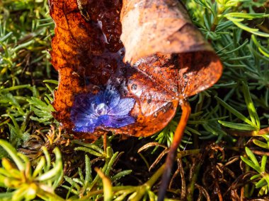 Ermeni Speedwell 'in ıslak ve donmuş mavi çiçeği (Veronica Armena) soğuk bir sonbahar sabahı kahverengi düşmüş yaprağın üzerinde