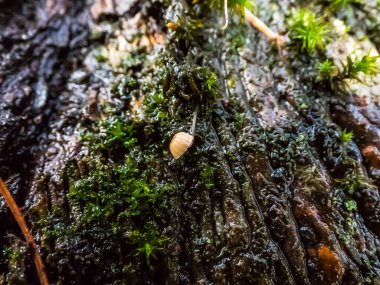Ağaç gövdesinde yosun ile büyüyen küçük, şirin, vahşi beyaz şemsiye şeklindeki mantar. Islak ağacın makro görüntüsü