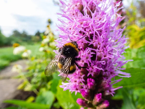 Purple dense blazing star (Liatris spicata) flower with bumblebee sitting on it with water drops in the garden