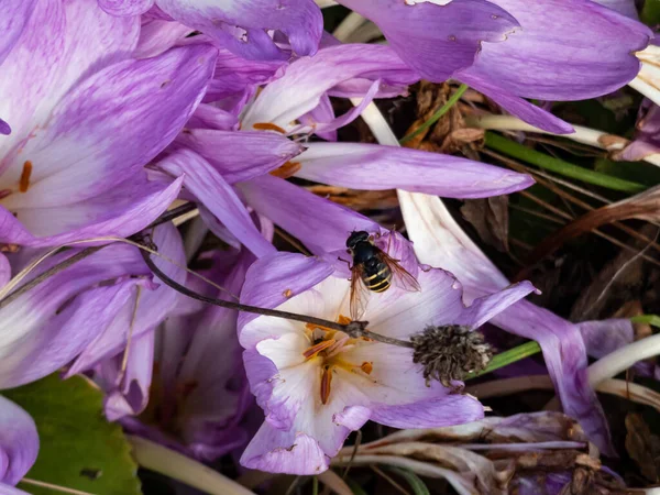 Sonbahar timsahları (Colchicum Autumnale) ve tek çiçekli bir arı grubu.