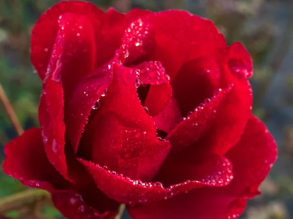 Close up of red rose with dew drops on petals early in the morning. Wet rose background, beautiful macro rose flower