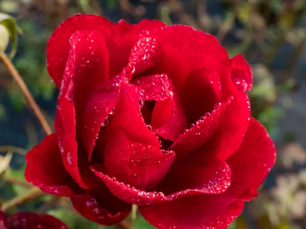Drops of dew on bright red rose petals early in the morning. Beautiful wallpaper. Beautiful macro rose flower
