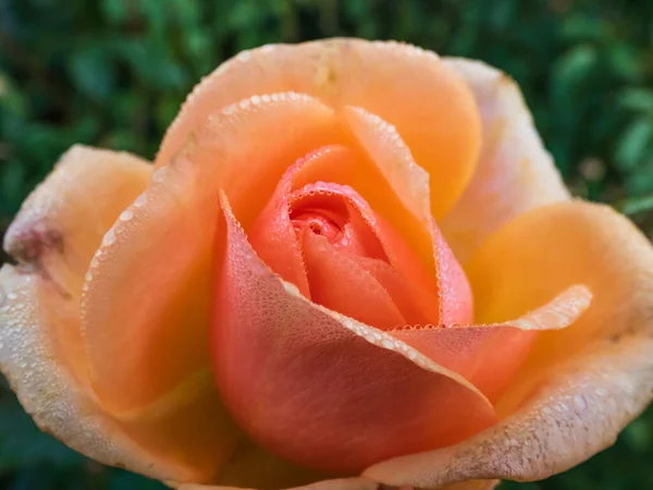 Close up of peach rose with dew drops on petals early in the morning. Nature details. Wet rose background, beautiful macro rose flower with morning dew.