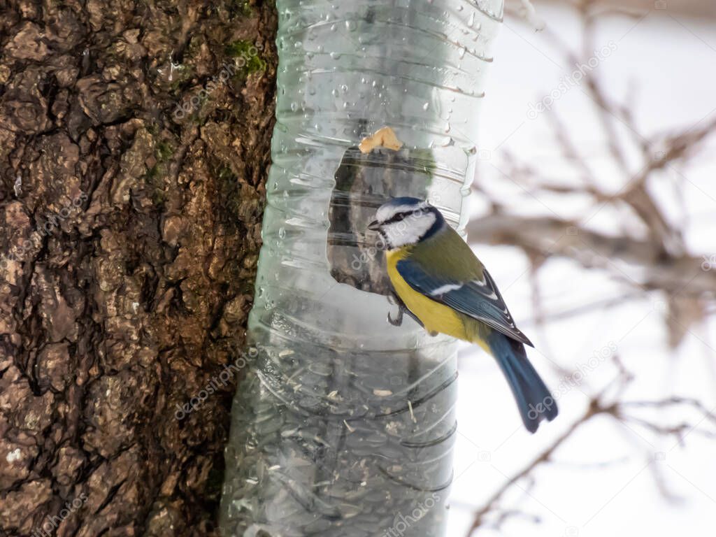Eurasian Blue Tit (Cyanistes caeruleus) visiting bird feeder made from reused plastic bottle full with grains and seeds in a winter day. Bird feeder bottle hanging in the tree.