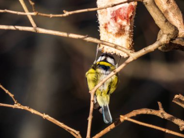 Beautiful songbird Eurasian Blue Tit (Cyanistes caeruleus or Parus caeruleus) sitting and hanging on the piece of lard in a tree in winter. Bird feeder for birds in wintertime on a sunny day