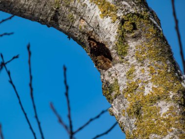 Güneşli bir günde mavi gökyüzü ile kuşların yaptığı yosun kaplı eski bir ağaçtaki yuvarlak oyuk.