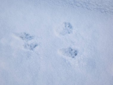 Kar ve Avrasya Kızıl Sincabı (Sciurus vulgaris) ile kaplı zemin, kışın kar yağdıktan sonra karda dört ayak izine sahiptir.