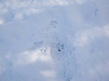 Kar ve Avrasya Kızıl Sincabı (Sciurus vulgaris) ile kaplı zemin, kışın kar yağdıktan sonra karda dört ayak izine sahiptir.