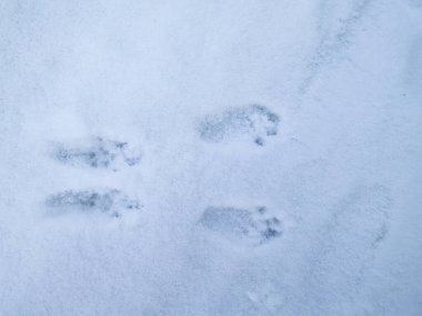 Kar ve Avrasya Kızıl Sincabı (Sciurus vulgaris) ile kaplı zemin, kışın kar yağdıktan sonra karda dört ayak izine sahiptir.