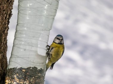 Eurasian Blue Tit (Cyanistes caeruleus) visiting bird feeder made from reused plastic bottle full with grains and seeds in a winter day. Bird feeder bottle hanging in the tree.