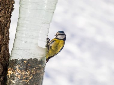 Beautiful Eurasian Blue Tit (Cyanistes caeruleus) sitting and eating from bird feeder made from reused plastic bottle full with seeds in a tree in winter