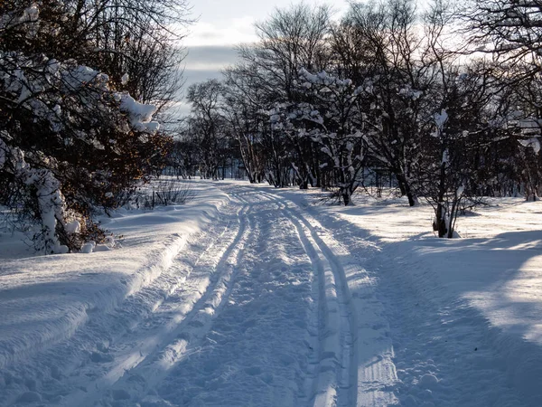 A cross-country ski track forms curved trail that disappears into the distance between trees. The parallel lines of the groomed path, deeply indented ski tracks on a beautiful winter day