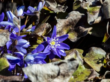 İlk bahar mor çiçekleri - Hepatica (hepatica, karaciğer yaprağı, karaciğer otu) parlak güneş ışığında kuru yapraklarla çevrili