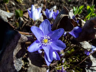 İlk bahar mor çiçekleri - Hepatica (hepatica, karaciğer yaprağı, karaciğer otu) parlak güneş ışığında kuru yapraklarla çevrili