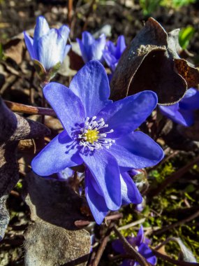 İlk bahar mor çiçekleri - Hepatica (hepatica, karaciğer yaprağı, karaciğer otu) parlak güneş ışığında kuru yapraklarla çevrili