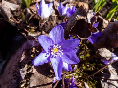 İlk bahar mor çiçekleri - Hepatica (hepatica, karaciğer yaprağı, karaciğer otu) parlak güneş ışığında kuru yapraklarla çevrili