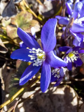 İlk bahar mor çiçekleri - Hepatica (hepatica, karaciğer yaprağı, karaciğer otu) parlak güneş ışığında kuru yapraklarla çevrili