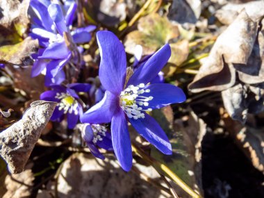 İlk bahar mor çiçekleri - Hepatica (hepatica, karaciğer yaprağı, karaciğer otu) parlak güneş ışığında kuru yapraklarla çevrili