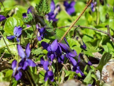 İlkbahar müjdecileri - koyu mor çiçekler tatlı menekşe veya ahşap menekşe (Viola odorata) ormanın kenarında yeşil ve kuru yapraklar arasındaki açıklıkta