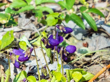 İlkbahar müjdecileri - koyu mor çiçekler tatlı menekşe veya ahşap menekşe (Viola odorata) ormanın kenarında yeşil ve kuru yapraklar arasındaki açıklıkta