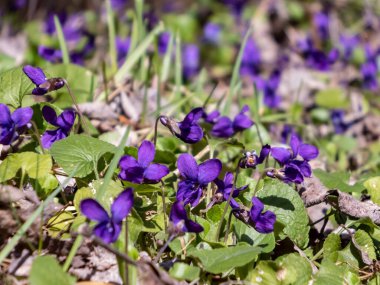 İlkbahar müjdecileri - koyu mor çiçekler tatlı menekşe veya ahşap menekşe (Viola odorata) ormanın kenarında yeşil ve kuru yapraklar arasındaki açıklıkta