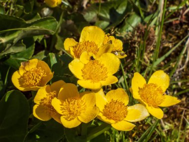 Güzel sarı çiçekli bir grup bataklık-kadife çiçeği (Caltha palustris) parlak güneş ışığında