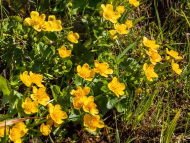 Güzel sarı çiçekli bir grup bataklık-kadife çiçeği (Caltha palustris) parlak güneş ışığında